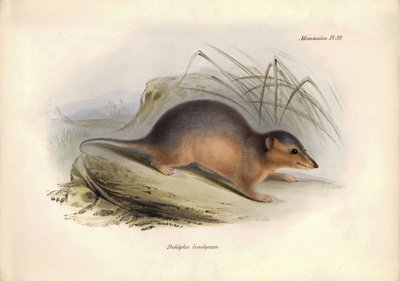 Zoologi: "Didelphis brachiura" af opossumfamilien beskrevet af Charles Darwin under hans opdagelsesrejse ombord på Beagle. Planche fra "The Zoology of the voyage of H.M.S. Beagle under the command of Captain Fitzroy during the years 1832 to 1836". af Unbekannter Künstler