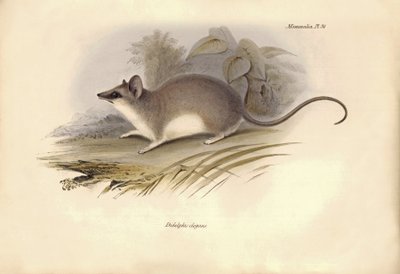 Zoologi: "Didelphis elegans" af opossumfamilien beskrevet af Charles Darwin under hans opdagelsesrejse ombord på Beagle. Planche fra "The Zoology of the voyage of H.M.S. Beagle under the command of Captain Fitzroy during the years 1832 to 1836". af Unbekannter Künstler
