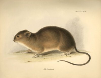 Zoologi: "Mus braziliensis" eller musen fra Brasilien, som Charles Darwin beskrev under sin opdagelsesrejse ombord på Beagle. Planche fra "The Zoology of the voyage of H.M.S. Beagle under the command of Captain Fitzroy during the years 1832 to 1836 edi af Unbekannter Künstler