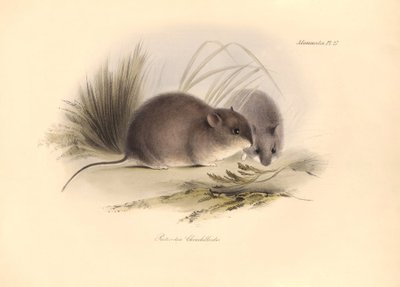 Zoologi: "Reithrodon Chinchilloides" eller Patagoniens chinchilla, som Charles Darwin beskrev under sin opdagelsesrejse ombord på Beagle. Tallerken fra "The Zoology of the voyage of H.M.S. Beagle under the command of Captain Fitzroy during the years 1 af Unbekannter Künstler