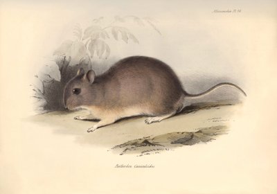 Zoologi: "Reithrodon Cuniculoides" eller gnaveren beskrevet af Charles Darwin under hans opdagelsesrejse ombord på Beagle. Planche fra "The Zoology of the voyage of H.M.S. Beagle under the command of Captain Fitzroy during the years 1832 to 1836 edited". af Unbekannter Künstler