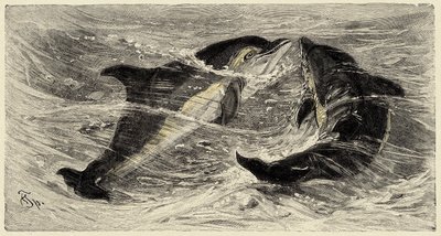 Zoologi: delfiner (delphinus delphis) beskrevet og illustreret af Carlo Vogt og Federico Specht i "Natural history illustree: mammals" 1884 af Unbekannter Künstler