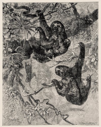 Zoologi: doven (Ai - Bradypus tridactylus) beskrevet og illustreret af Carlo Vogt og Federico Specht i "Illustree Natural History: Pattedyr" 1884 af Unbekannter Künstler