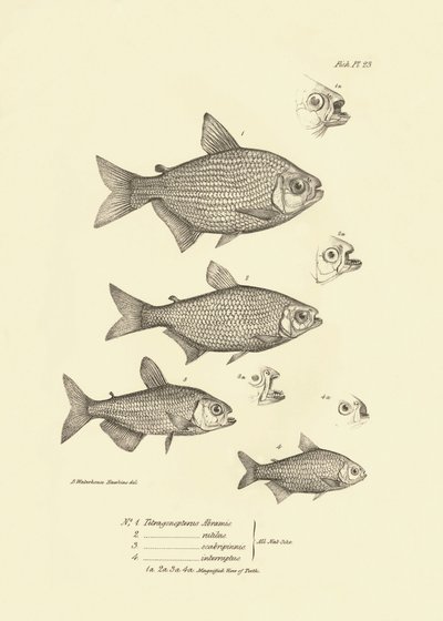 Zoologi: afbildning af fisken "Tetragonopterus Abramis, rutilus, scabripinnis, interruptus" beskrevet af Charles Darwin under hans rejse ombord på Beagle. Planche fra "The zoology of the voyage of H.M.S. Beagle under the command of Captaain Fitzroy dur af Unbekannter Künstler
