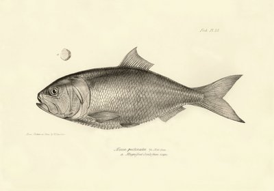 Zoologi: gengivelse af fisken "Alosa pectinata" beskrevet af Charles Darwin under hans rejse ombord på Beagle. Planche fra "The zoology of the voyage of H.M.S. Beagle under the command of Captaain Fitzroy during the years 1832-1836". af Unbekannter Künstler