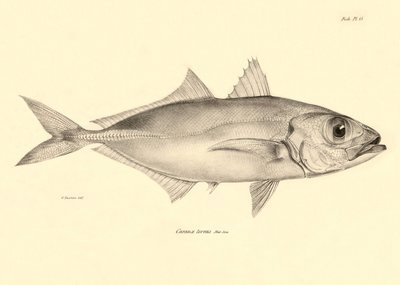 Zoologi: gengivelse af fisken "Caranx torvus" beskrevet af Charles Darwin under hans rejse om bord på Beagle. Planche fra "The zoology of the voyage of H.M.S. Beagle under the command of Captaain Fitzroy during the years 1832-1836". af Unbekannter Künstler