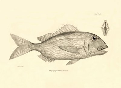 Zoologi: gengivelse af fisken "Chrysophrys taurina" beskrevet af Charles Darwin på hans rejse ombord på Beagle. Planche fra "The zoology of the voyage of H.M.S. Beagle under the command of Captaain Fitzroy during the years 1832-1836". af Unbekannter Künstler