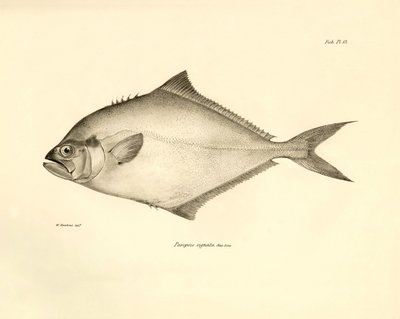 Zoologi: gengivelse af fisken "Paropsis signata" beskrevet af Charles Darwin under hans rejse ombord på Beagle. Planche fra "The zoology of the voyage of H.M.S. Beagle under the command of Captaain Fitzroy during the years 1832-1836". af Unbekannter Künstler