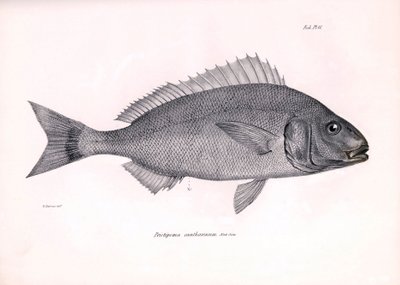 Zoologi: gengivelse af fisken "Pristipoma cantharinum", som Charles Darwin beskrev under sin rejse ombord på Beagle. Planche fra "The zoology of the voyage of H.M.S. Beagle under the command of Captaain Fitzroy during the years 1832-1836". af Unbekannter Künstler