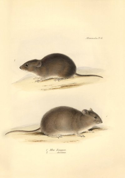 Zoologi: "Mus Renggeri" og "Mus obscurus" (rotter) beskrevet af Charles Darwin under hans opdagelsesrejse om bord på Beagle. Planche fra "The Zoology of the voyage of H.M.S. Beagle under the command of Captain Fitzroy during the years 1832 to 183 af Unbekannter Künstler