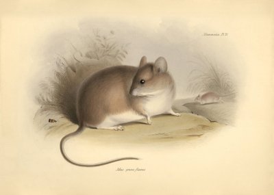 Zoologi: "Mus griseoflavus" eller bladmusen, som Charles Darwin beskrev under sin opdagelsesrejse om bord på Beagle. Planche fra "The Zoology of the voyage of H.M.S. Beagle under the command of Captain Fitzroy during the years 1832 to 1836 edited and af Unbekannter Künstler
