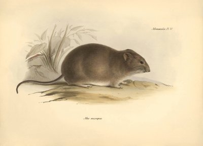 Zoologi: "Mus micropus" eller Grand-A-ears musen, som Charles Darwin beskrev under sin opdagelsesrejse ombord på Beagle. Planche fra "The Zoology of the voyage of H.M.S. Beagle under the command of Captain Fitzroy during the years 1832 to 1836 edited". af Unbekannter Künstler