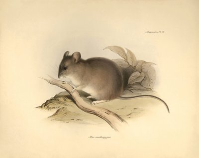 Zoologi: "Mus xanthopygus" eller xanthopygus-musen beskrevet af Charles Darwin under hans opdagelsesrejse ombord på Beagle. Planche fra "The Zoology of the voyage of H.M.S. Beagle under the command of Captain Fitzroy during the years 1832 to 1836 e af Unbekannter Künstler