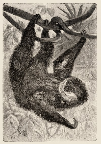 Zoologi: unau eller doven beskriver og illustrerer af Carlo Vogt og Federico Specht i "Natural history illustree: mammals" 1884 af Unbekannter Künstler