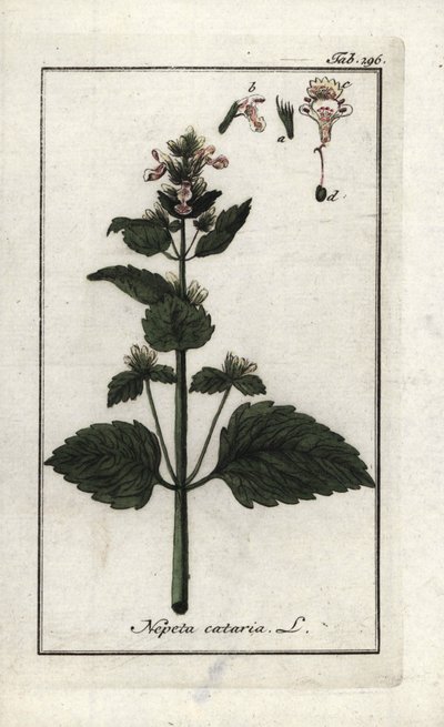 katary eller katary eller kattemynte (Nepeta cataria). Litografi fra "Afbeelding der Artseny-Gewassen" af Johannes Zorn (1739-1799), Holland. af Unbekannter Künstler