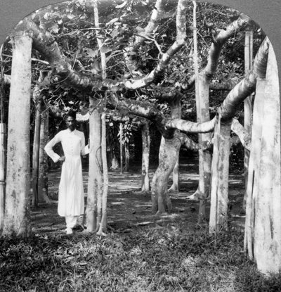 Blandt rødderne af et banyantræ, Calcutta, Indien, 1900-tallet. af Underwood and Underwood