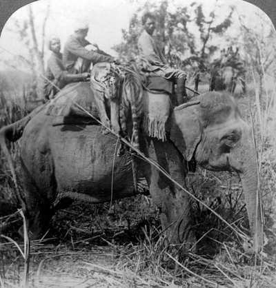 Bærer døde tigre tilbage til lejren, Behar ungle, Indien, omkring 1900-tallet. af Underwood and Underwood