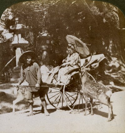 Pige fodrer hellige hjorte på vej til bønner, området ved Kasuga-templet, Nara, Japan, 1904 af Underwood and Underwood