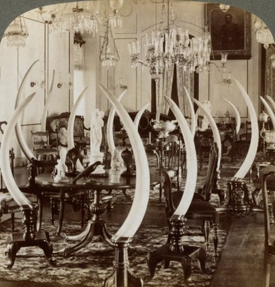 Hall of Tusks, i Lady de Soysas hjem, Bambalapitiya, Colombo, Ceylon, 1903 af Underwood and Underwood