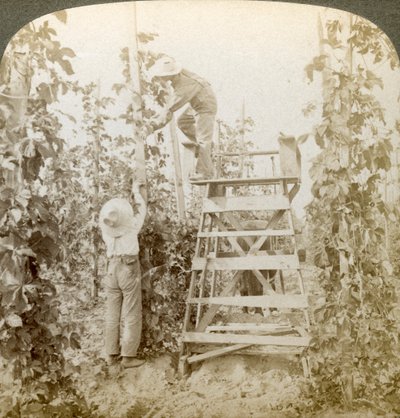 I Rich Hop District, Training the Vines, White River Valley, Washington, USA. af Underwood and Underwood