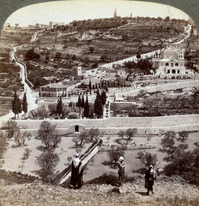 Getsemane Have og Oliebjerget, Palæstina, 1908. af Underwood and Underwood