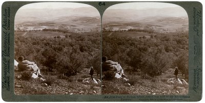 Dothan-sletten, Palæstina, 1900. af Underwood and Underwood