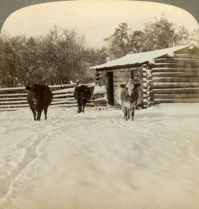 Vinter på en ranch, Montana, USA. af Underwood and Underwood