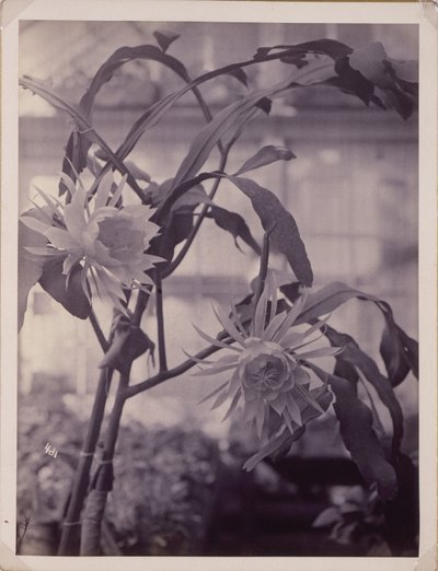 [Natblomstrende Cereus, i blomst]. af Unidentified