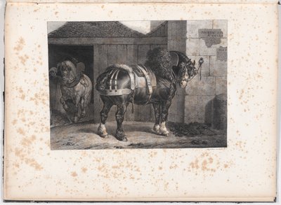 Sort hest stående uden for en stald af Unknown
