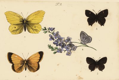 Almindelig svovl, Gonepteryx rhamni 1, uklar gul, Colias croceus 2 brun hårstribe, Thecla betulae 3, Meleagers blå, Polyommatus daphnis 4, og sort hårstribe, Satyrium pruni 5 af Unknown