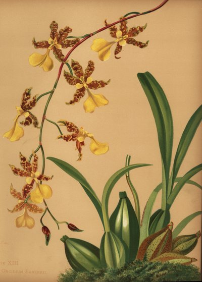 Dansende orkidé, Oncidium tigrinum (Oncidium barkerii) af Unknown