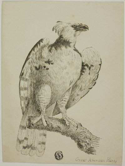 Fantastisk amerikansk Harpy af Unknown