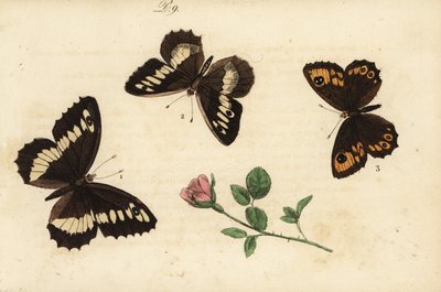 Storbåndet stalling, Brintesia circe 1, eremit, Chazara briseis 2, og stor væg brun, Lasiommata maera 3 af Unknown