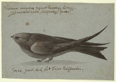 Nightjar af Unknown
