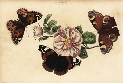 Malet dame sommerfugl, Vanessa cardui 1, rød admiral, Vanessa atalanta 2 og europæisk påfugl, Aglais io 3 af Unknown