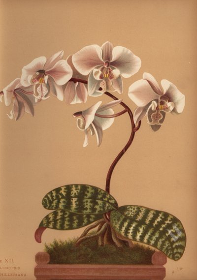 Phalaenopsis schilleriana (Phalenopsis schilleriana) af Unknown