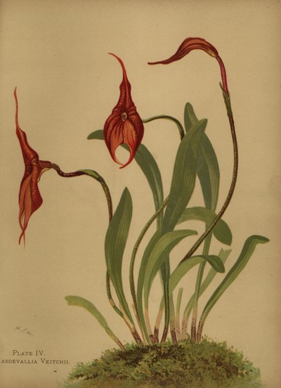 Veitchs masdevallia eller konge af masdevalliaerne, Masdevallia veitchiana af Unknown