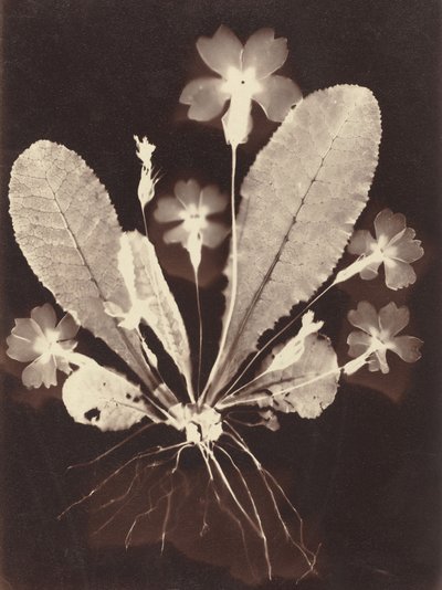 Botanisk fotogram af Unknown 19th Century