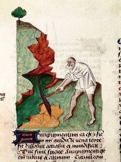 En guldsøgende side af manuskriptet ""Behandlinger på urter"" (Tractatus de herbis) af Pedanius Dioscorides (Dioscorides) (40-90 e.Kr.) Lat.1152 af Unknown artist