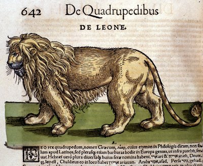 En løve efter "Historia Animalium" af Conrad Gesner, Tiguri af Unknown artist