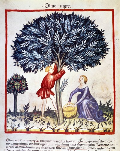 En mand klatrer på et oliventræ for at plukke sorte oliven. Belysning fra malkning af medicin og diætetik "" Tacuinum sanitatis"" af Unknown artist