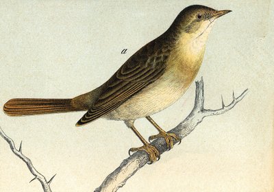 En nattergal - grav. 19. århundrede af Unknown artist
