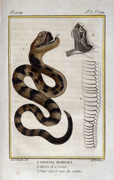 En klapperslange. Plade taget fra en Natural History Treat of "" Works of Buffon"" af naturforsker Georges Louis Leclerc, greve af Buffon (1707 - 1788). 19. århundrede af Unknown artist