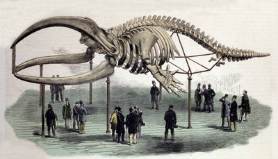 Et skelet af hvaler ved Royal College of Surgeons i London. 1800-tals gravering af Unknown artist