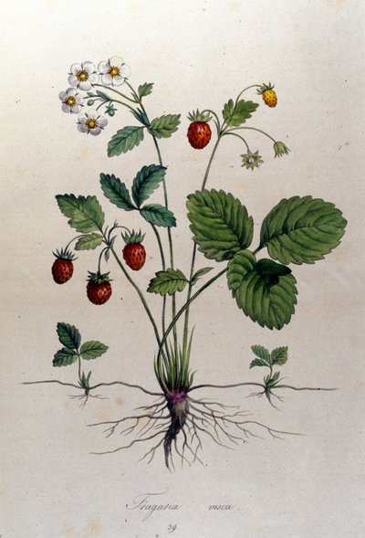 Et jordbærtræ og dets frugter: botanisk bord fra det 19. århundrede. af Unknown artist