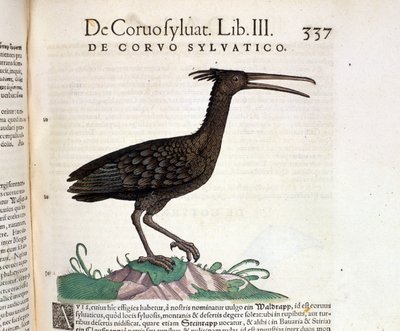 En vild ravn fra Historia Animalium af Conrad Gesner, Tiguri 1560. Biblioteca Nazionale Braidense. Milano af Unknown artist