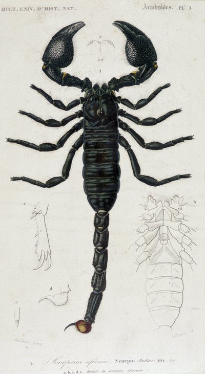 African Scorpion - Natural History Board af Unknown artist
