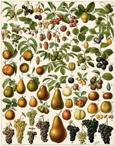 Landbrug: Botanisk bord, der repræsenterer spiselige frugter (kirsebær, hindbær, jordbær, blåbær, fersken, abrikos, nødder, vindruer, pære, hasselnød, figen, æble, blomme...). Farve litografi. af Unknown artist