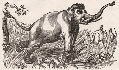 En elefant fanget i savannen, Afrika af Unknown