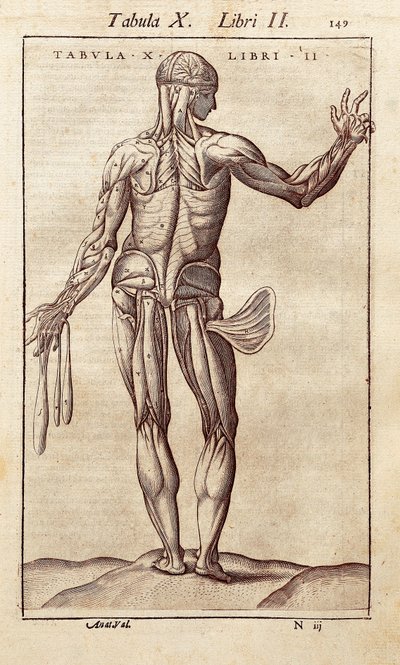 Anatomisk tavle, der repræsenterer en mand på ryggen. Indgravering i "" Anatomia Corporis Humani "" af Juan Valverde De Amusco (1525-1588). Barcelona. Biblioteca de Catalunya (Cataloniens Nationalbibliotek, Barcelona). af Unknown artist